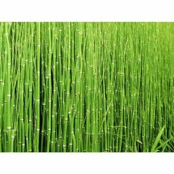 1L Scouring Rush Equisetum hyemale -6L-8L Pot Sales Store PL0785 add image 3 eef5