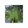 1L Scouring Rush Equisetum hyemale -6L-8L Pot Sales Store PL0785 main image 9bcf