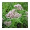 Hemp Agrimony | Eupatorium cannabinum -6L-8L Pot Sales Store PL0787 main image 9575