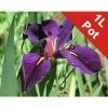 Louisiana Iris | Iris louisiana 'Black Gamecock' -6L-8L Pot Sales Store PL0804 main image bb20