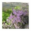 1L Ragged Robin Lychnis flos-cuculi -6L-8L Pot Sales Store PL0818 main image 7cca