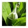Asian Skunk Cabbage | Lysichiton camtschatcensis -6L-8L Pot Sales Store PL0822 main image 918d