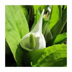 Asian Skunk Cabbage | Lysichiton camtschatcensis
