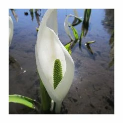 6L-8L Pot Sales Store -6L-8L Pot Sales Store PL0822 rollover image 9114