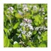 Bogbean | Menyanthes trifoliata -6L-8L Pot Sales Store PL0833 main image d357