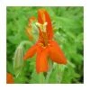 1L Scarlet Monkey Flower Mimulus cardinalis