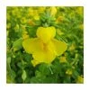 Yellow Monkey Flower | Mimulus guttatus -6L-8L Pot Sales Store PL0836 main image cbbb