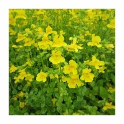 6L-8L Pot Sales Store -6L-8L Pot Sales Store PL0836 rollover image c905