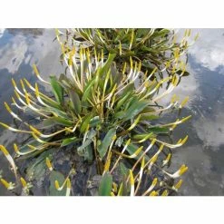 Golden Club | Orontium aquaticum -6L-8L Pot Sales Store PL0840 add image 1 7d0b