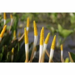 Golden Club | Orontium aquaticum -6L-8L Pot Sales Store PL0840 add image 3 9965