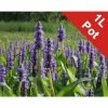 Pickerel Weed | Pontederia cordata