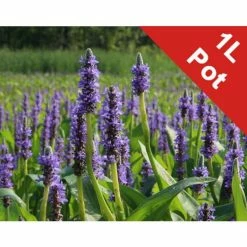 Pickerel Weed | Pontederia cordata