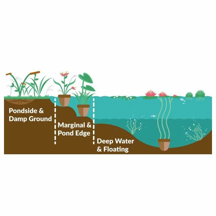 Pickerel Weed | Pontederia cordata 'Lanceolata' 4 Pickerel Weed | Pontederia cordata 'Lanceolata' - Image 2