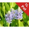 Pickerel Weed | Pontederia cordata 'Lanceolata'