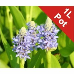 Pickerel Weed | Pontederia cordata 'Lanceolata'