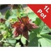 Marsh Cinquefoil | Potentilla palustris -6L-8L Pot Sales Store PL0850 main image 3beb