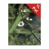 Arrow Head | Sagittaria sagittifolia -6L-8L Pot Sales Store PL0855 main image 54ac