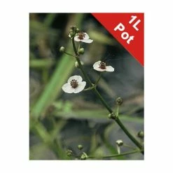 Arrow Head | Sagittaria sagittifolia