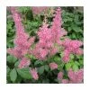 1L Spirea Pink Astilbe Arendsii Pink -6L-8L Pot Sales Store PL0880 main image 01b5