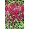 1L Spirea Red Astilbe Arendsii Red -6L-8L Pot Sales Store PL0881 999e