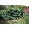 Giant Rhubarb | Gunnera manicata 1 Giant Rhubarb | Gunnera manicata -6L-8L Pot Sales Store PL0907 main image 8edc