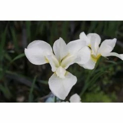 Siberian Flag | Iris sibirica 'Snow Queen' -6L-8L Pot Sales Store PL0963 add image 1 b408