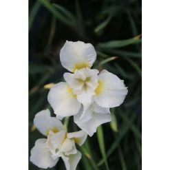 Siberian Flag | Iris sibirica 'Snow Queen' -6L-8L Pot Sales Store PL0963 add image 2 cba1