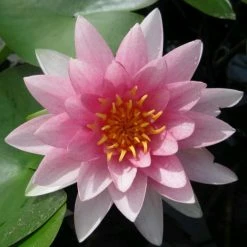 Nymphaea 'Hollandia' | Water Lily -6L-8L Pot Sales Store PL0970 add image 1 3a4b