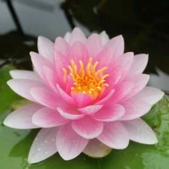 Nymphaea 'Hollandia' | Water Lily -6L-8L Pot Sales Store PL0970 add image 2 d465