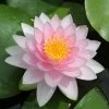 Nymphaea 'Hollandia' | Water Lily -6L-8L Pot Sales Store PL0970 main image 67db