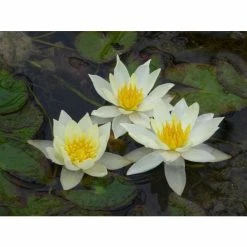 Nymphaea pygmaea 'Helvola' | Water Lily -6L-8L Pot Sales Store PL0973 add image 1 1fcc