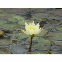 Nymphaea pygmaea 'Helvola' | Water Lily -6L-8L Pot Sales Store PL0973 add image 3 4569