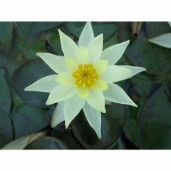 Nymphaea pygmaea 'Helvola' | Water Lily -6L-8L Pot Sales Store PL0973 add image 4 7ba9