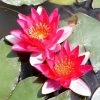 Nymphaea pygmaea 'Rubra' | Water Lily -6L-8L Pot Sales Store PL0974 main image f9bb