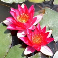 Nymphaea pygmaea 'Rubra' | Water Lily