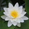 Nymphaea virginalis | Water Lily -6L-8L Pot Sales Store PL0976 main image 7925