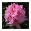 2ft Rhododendron 'Albert Schweitzer' | 7.5L Pot | Rhododendron Hybrid