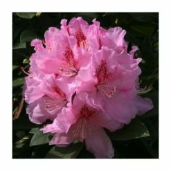 2ft Rhododendron 'Albert Schweitzer' | 7.5L Pot | Rhododendron Hybrid
