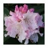 1ft Rhododendron 'Christmas Cheer' | 7.5L Pot | Compact Rhododendron -6L-8L Pot Sales Store PL30250 main image 7370