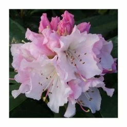 1ft Rhododendron 'Christmas Cheer' | 7.5L Pot | Compact Rhododendron