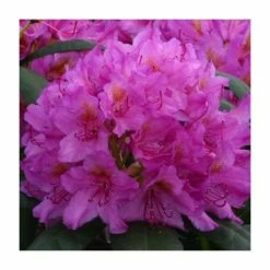 2ft Rhododendron 'Delta' | 7.5L Pot | Rhododendron Hybrid