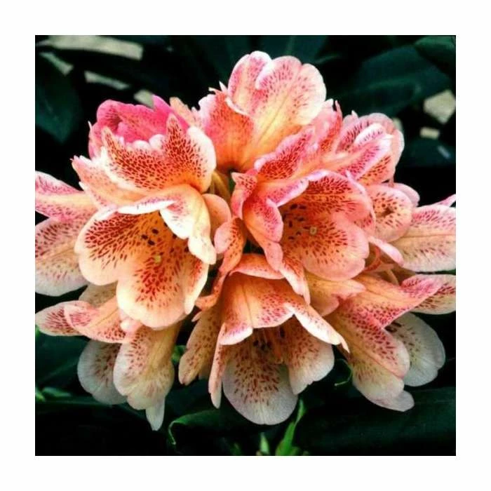 1ft Rhododendron 'Firelight' | 7.5L Pot | Compact Rhododendron 3 1ft Rhododendron 'Firelight' | 7.5L Pot | Compact Rhododendron