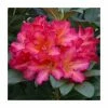 1ft Rhododendron 'Golden Gate' | 7.5L Pot | Compact Rhododendron