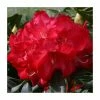 2ft Rhododendron 'Half Dan Lem' | 7.5L Pot | Rhododendron Hybrid