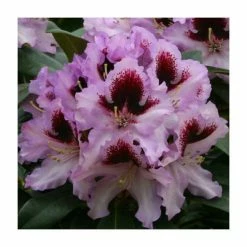 1ft Rhododendron 'Kabaret' | 7.5L Pot | Compact Rhododendron