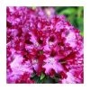 1ft Rhododendron 'Marie Fortier ' | 7.5L Pot | Compact Rhododendron -6L-8L Pot Sales Store PL30261 main image 5440