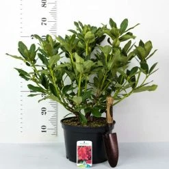 2ft Rhododendron 'Markeeta's Prize ' | 7.5L Pot | Rhododendron Hybrid -6L-8L Pot Sales Store PL30262 add image 2 7d67