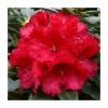 2ft Rhododendron 'Markeeta's Prize ' | 7.5L Pot | Rhododendron Hybrid 1 2ft Rhododendron 'Markeeta's Prize ' | 7.5L Pot | Rhododendron Hybrid -6L-8L Pot Sales Store PL30262 main image 051f
