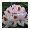 2ft Rhododendron 'Mrs T. H. Lowinsky ' | 7.5L Pot | Rhododendron Hybrid -6L-8L Pot Sales Store PL30263 main image 1283