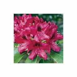 2ft Rhododendron 'Nova Zembla ' | 7.5L Pot | Rhododendron Hybrid -6L-8L Pot Sales Store PL30264 add image 2 f09d